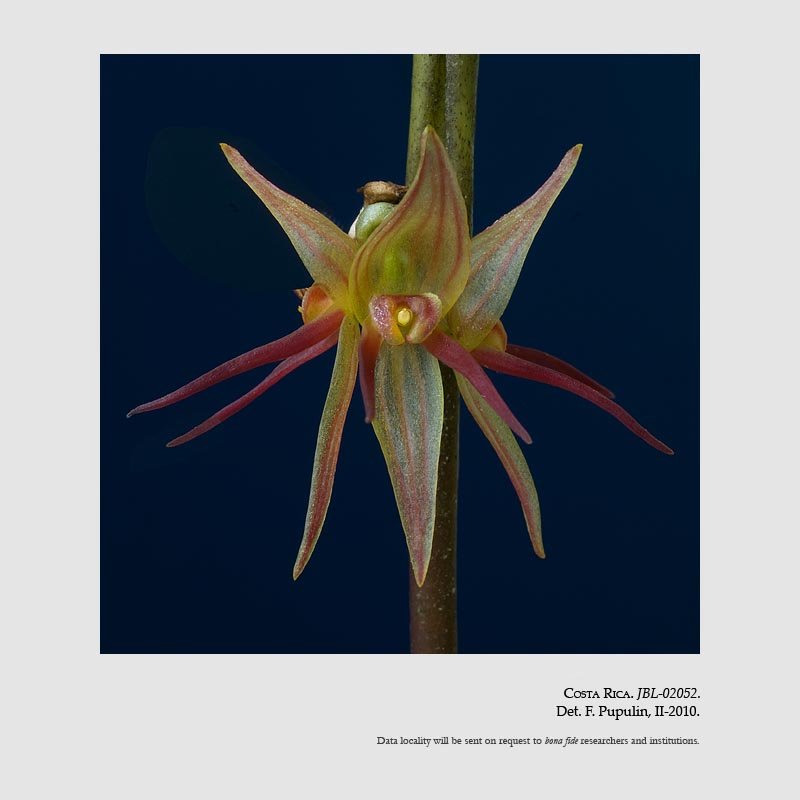 Pleurothallis crescentilabia