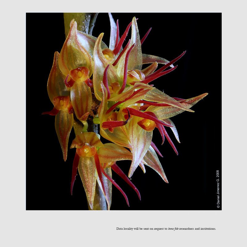 Pleurothallis crescentilabia