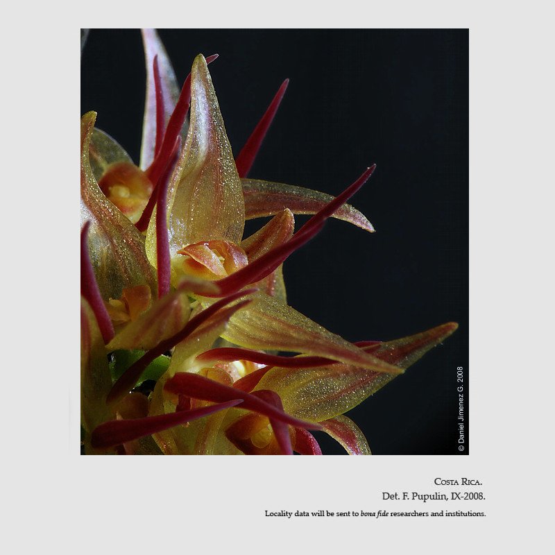 Pleurothallis crescentilabia