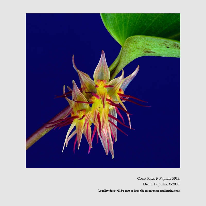 Pleurothallis crescentilabia