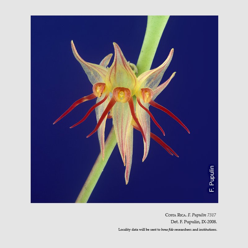 Pleurothallis crescentilabia