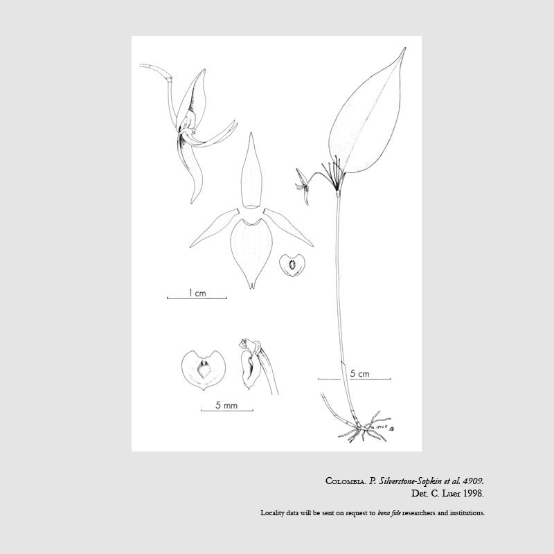 Pleurothallis cunabularis