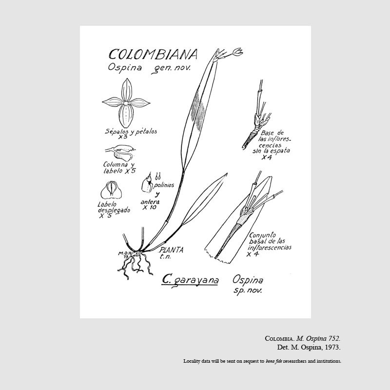Pleurothallis garayana