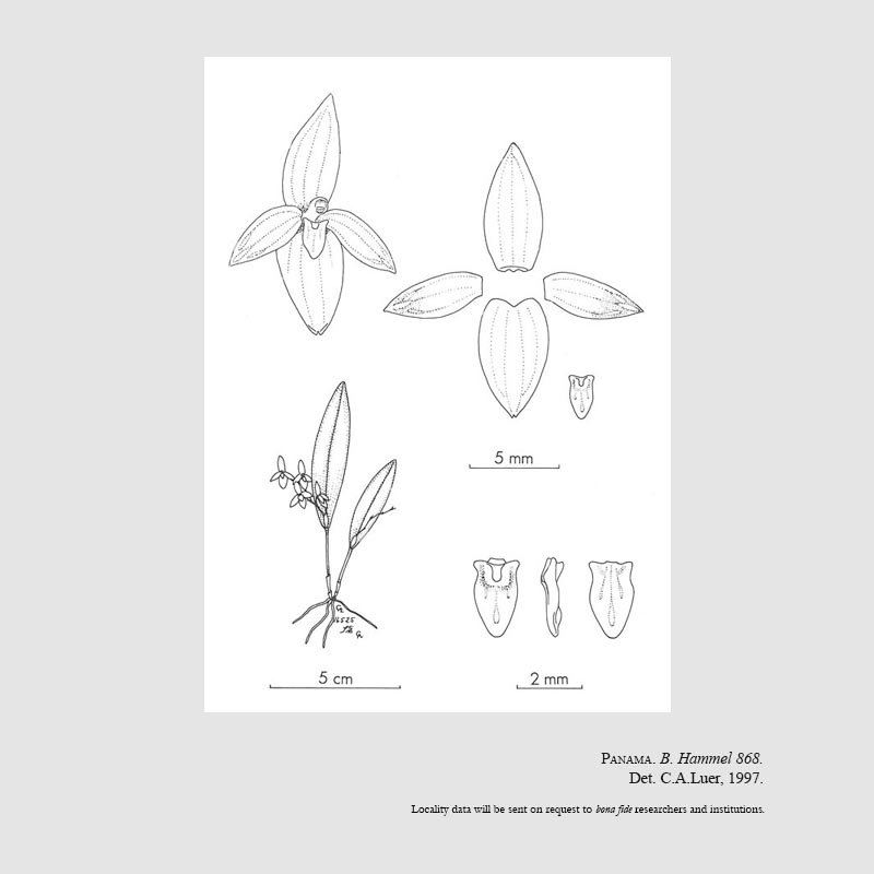 Pleurothallis hammelii