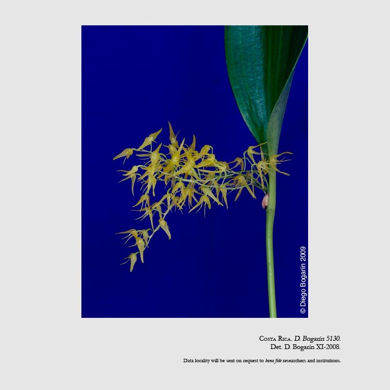 Pleurothallis helleri