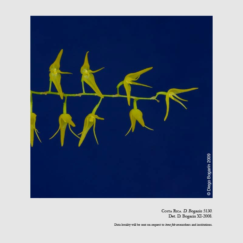 Pleurothallis helleri