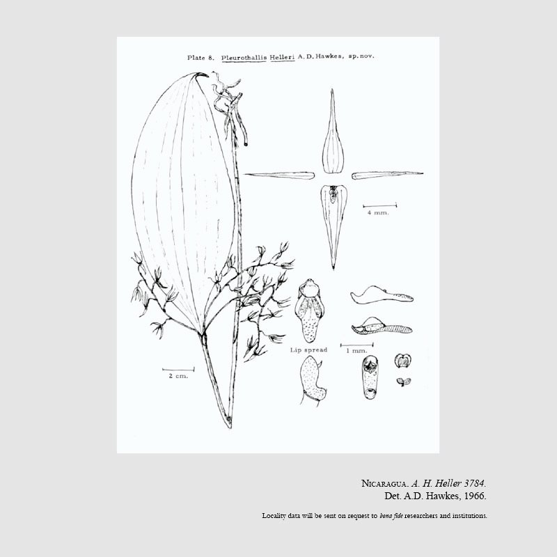 Pleurothallis helleri