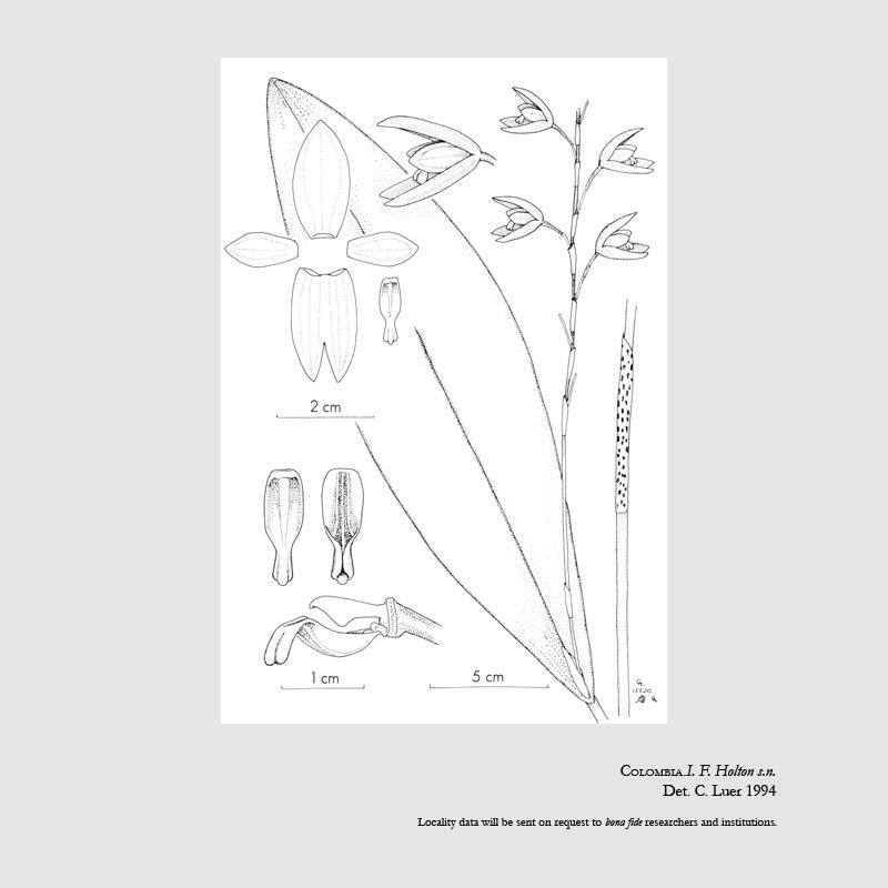 Pleurothallis holtonii