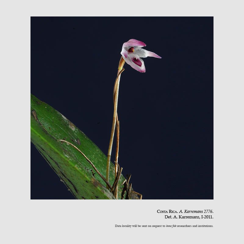 Pleurothallis instar