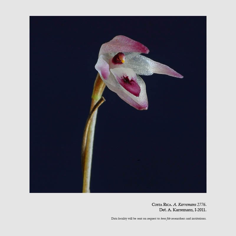 Pleurothallis instar