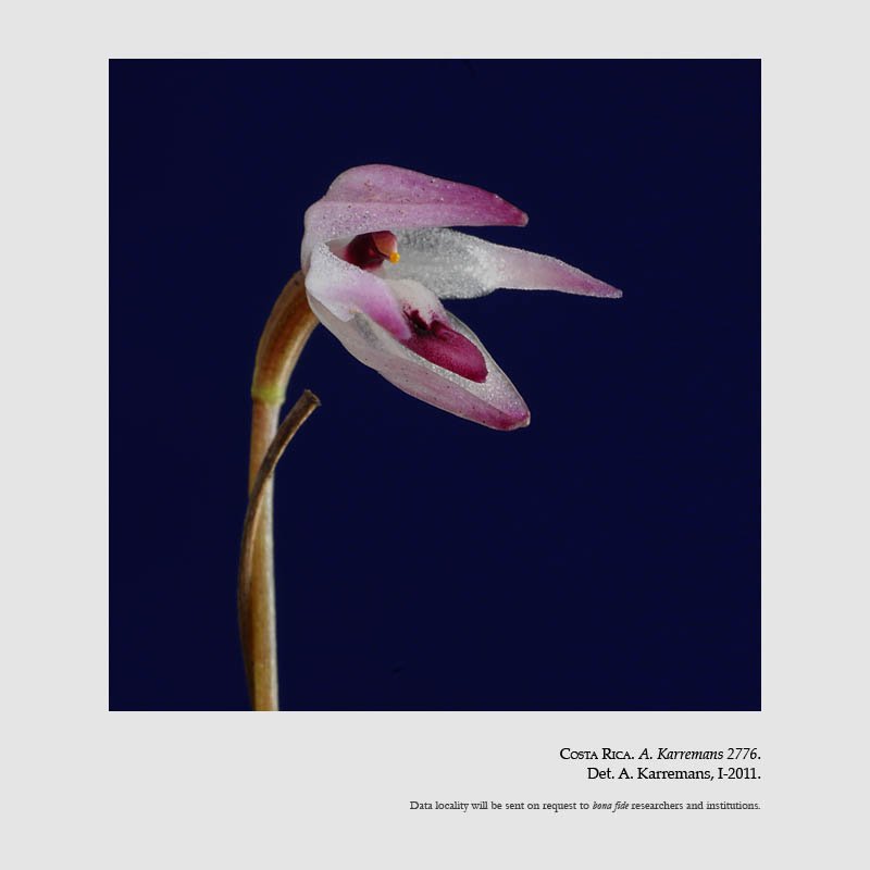 Pleurothallis instar