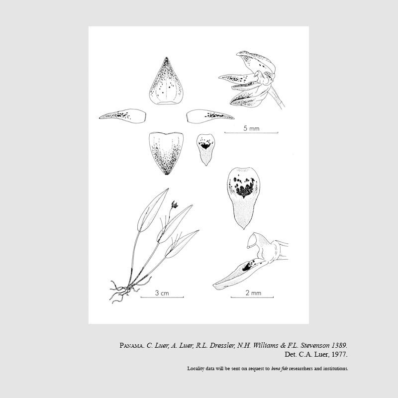 Pleurothallis instar