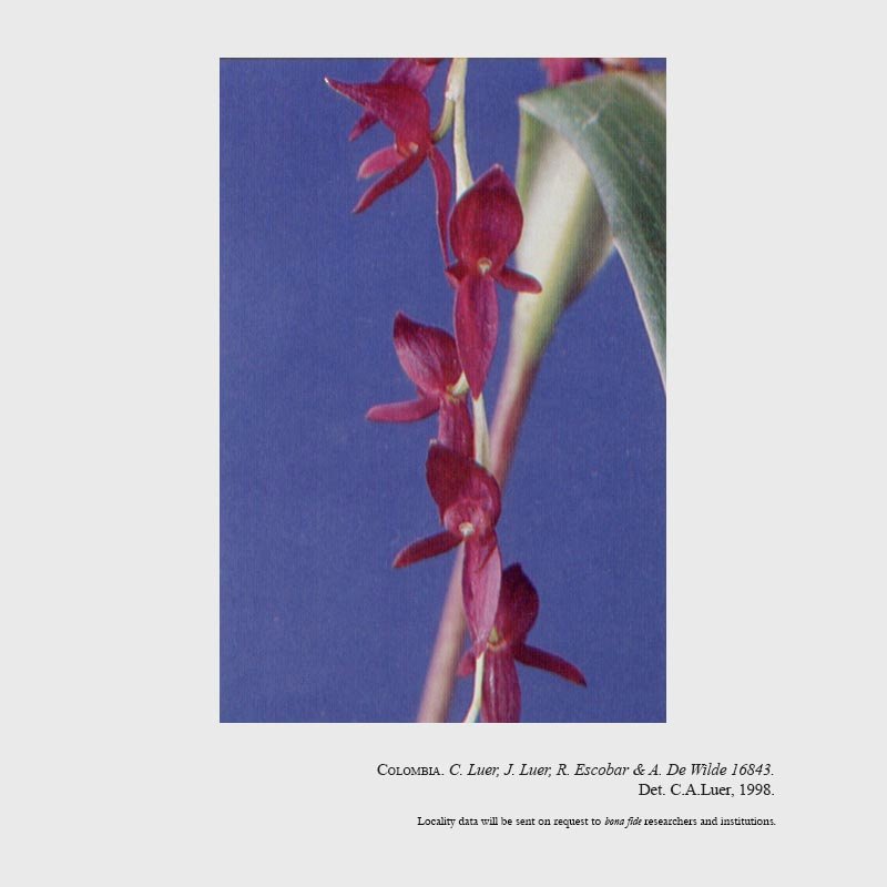 Pleurothallis jaculifera