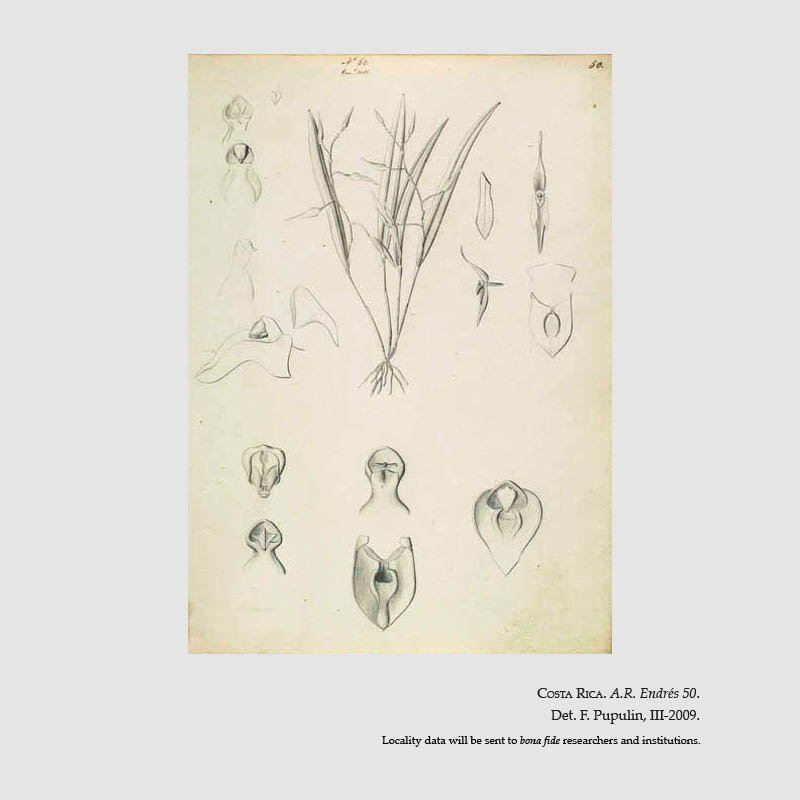 Pleurothallis luctuosa