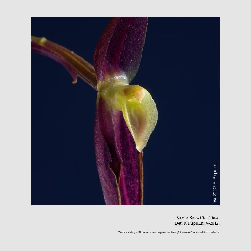 Pleurothallis luctuosa