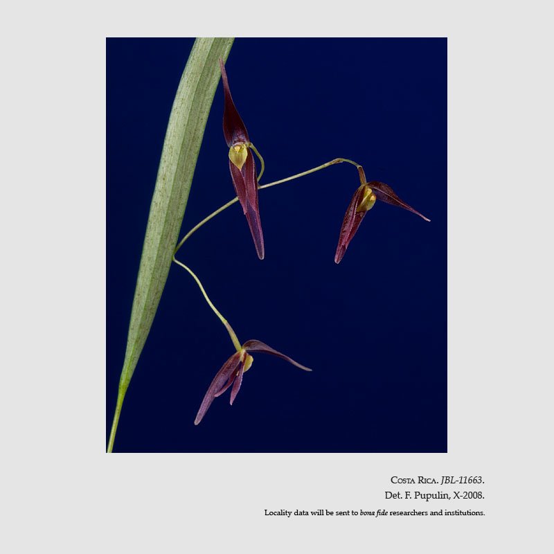 Pleurothallis luctuosa