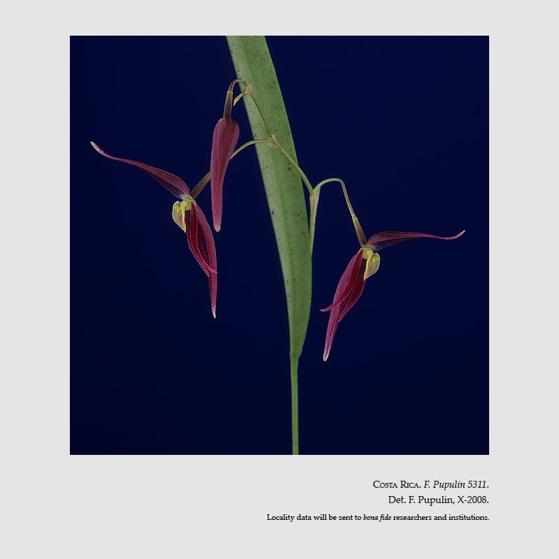 Pleurothallis luctuosa