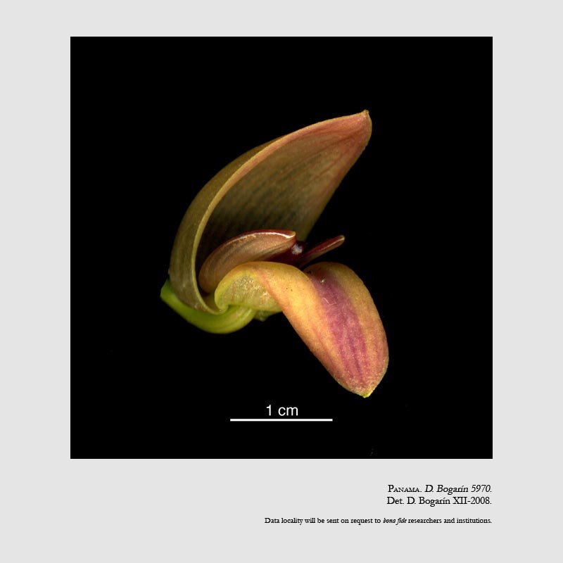 Pleurothallis maduroi