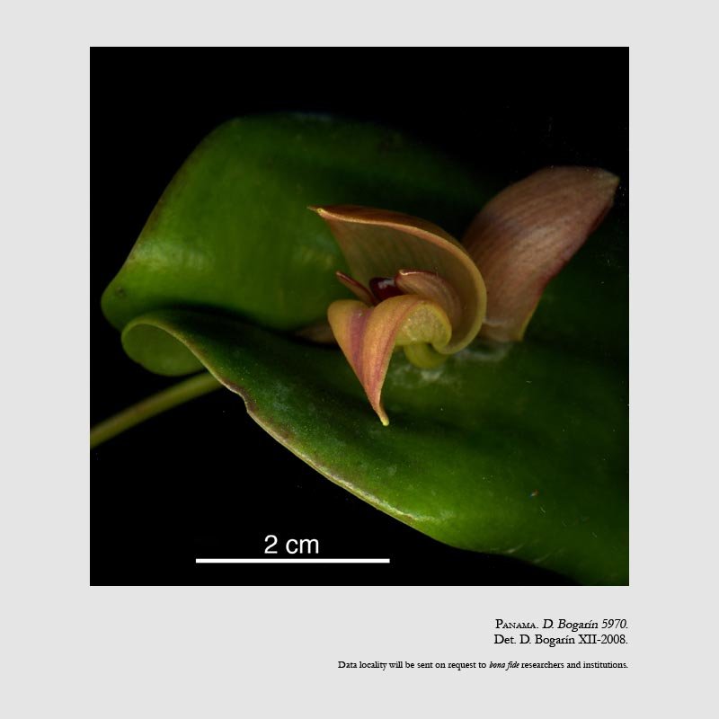 Pleurothallis maduroi