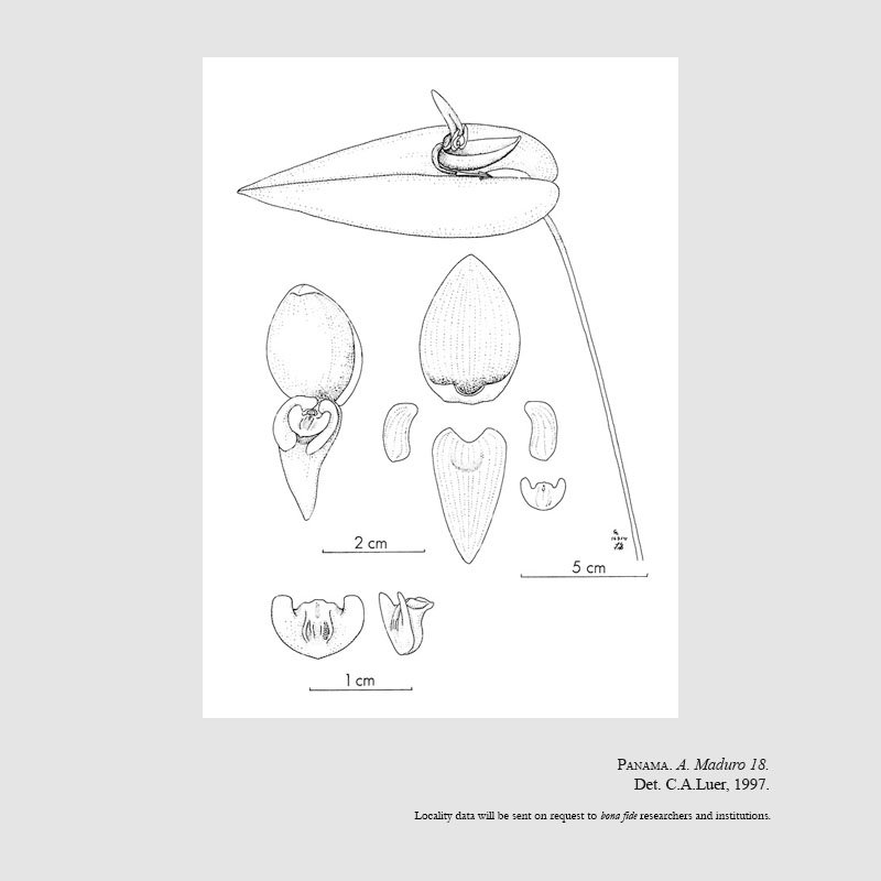 Pleurothallis maduroi