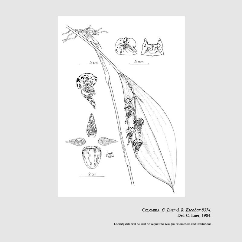 Pleurothallis magnifica
