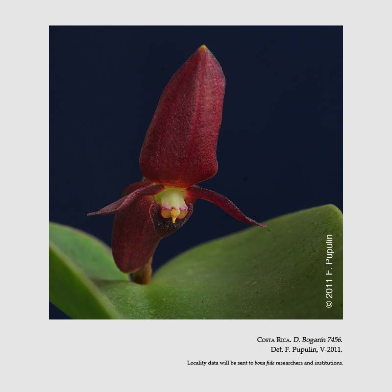 Pleurothallis phyllocardia