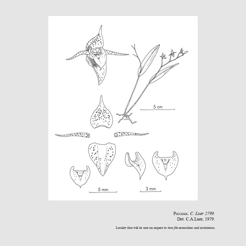 Pleurothallis polysticta