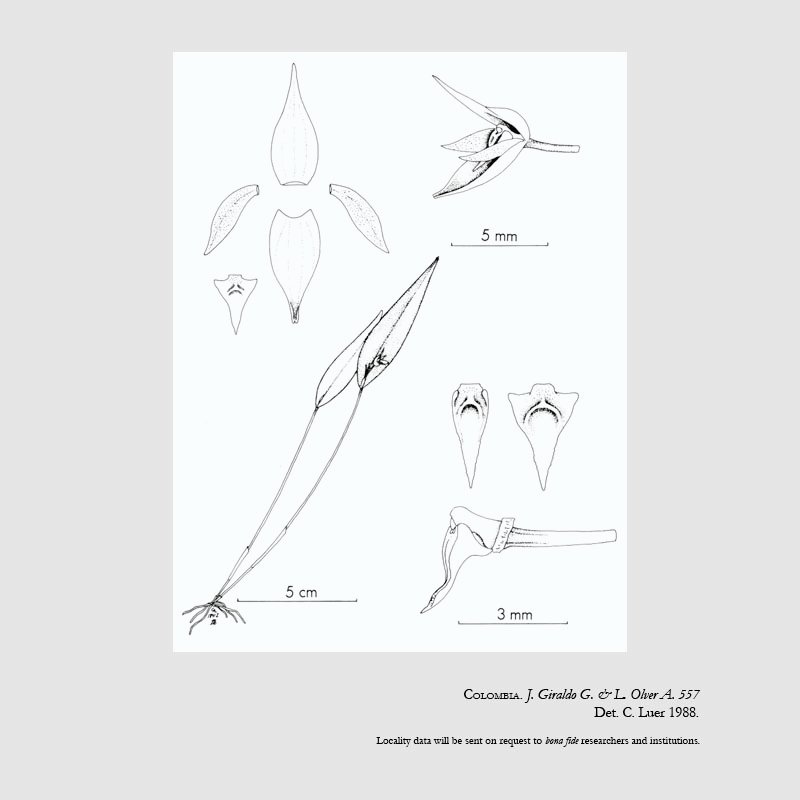 Pleurothallis sagittilabia