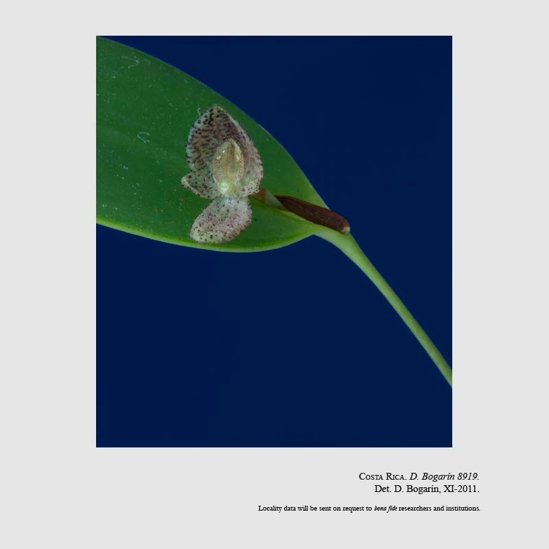 Pleurothallis scaphipetala