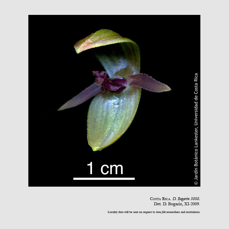 Pleurothallis tonduzii