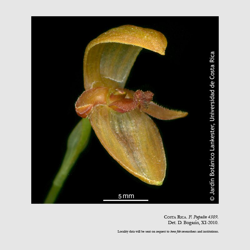 Pleurothallis tonduzii