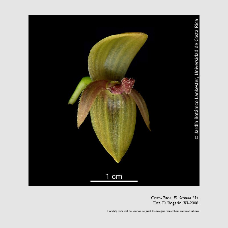 Pleurothallis tonduzii