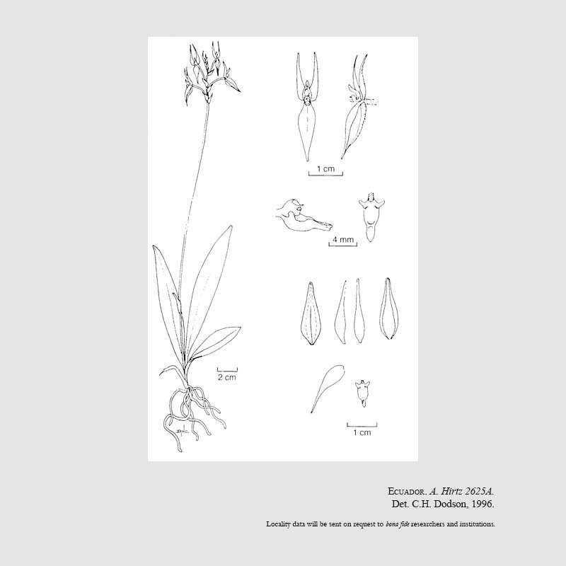 Ponthieva pilosissima