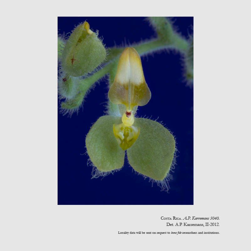 Ponthieva villosa