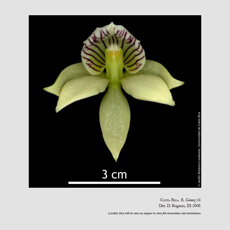 Prosthechea ionophlebia