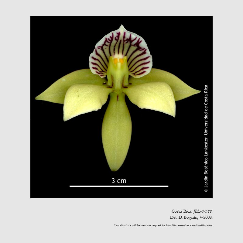 Prosthechea ionophlebia