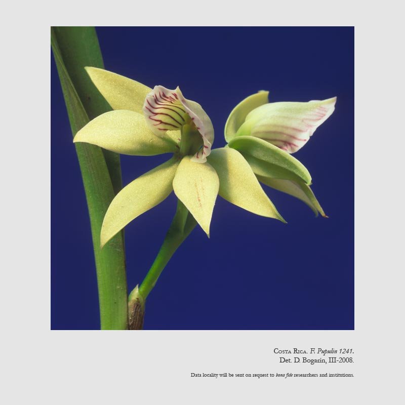 Prosthechea ionophlebia