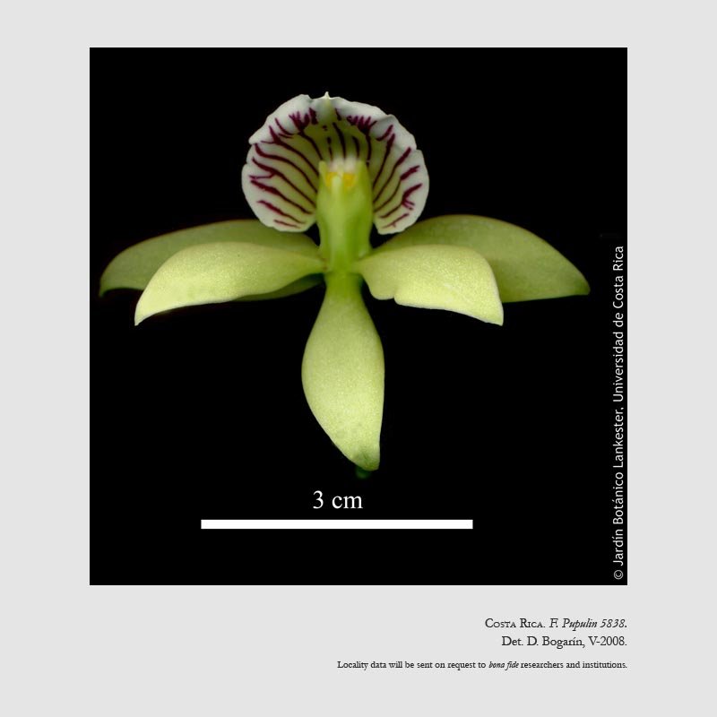 Prosthechea ionophlebia