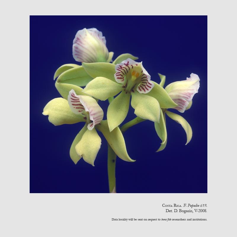 Prosthechea ionophlebia
