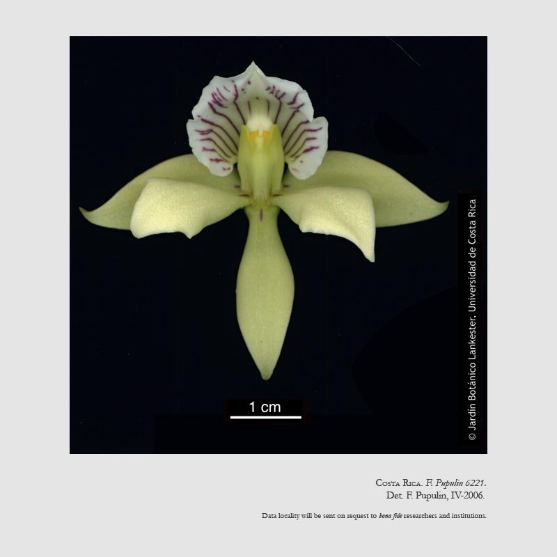Prosthechea ionophlebia