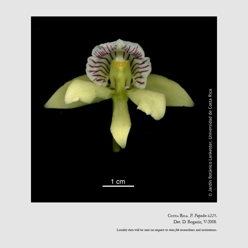 Prosthechea ionophlebia