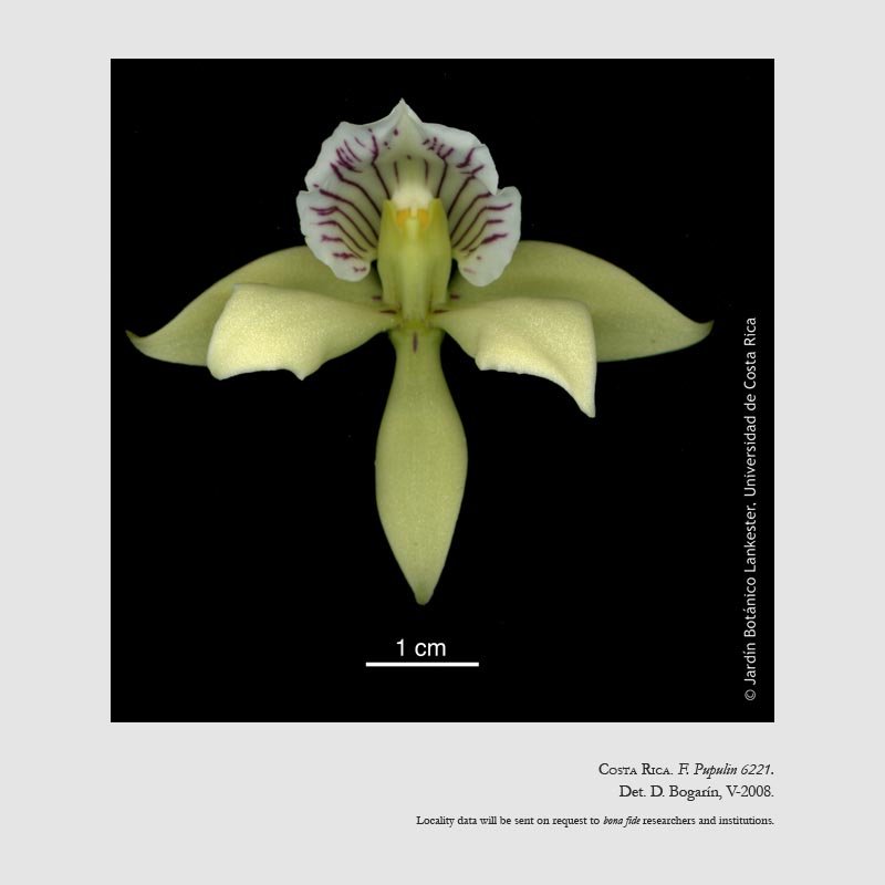 Prosthechea ionophlebia