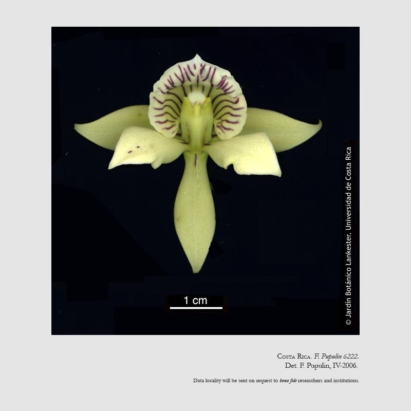 Prosthechea ionophlebia