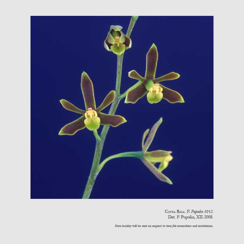 Prosthechea barbozae