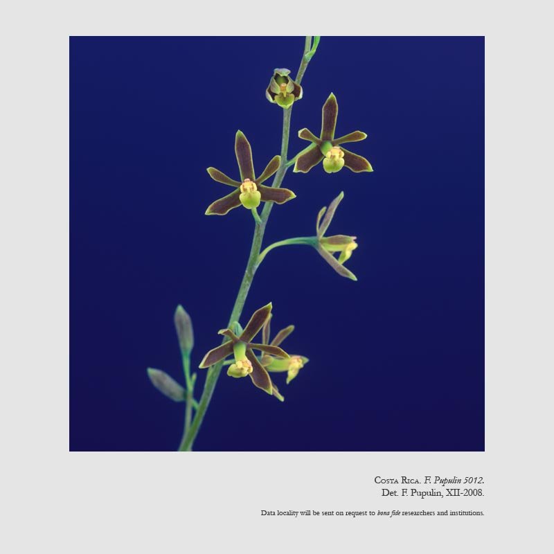 Prosthechea barbozae
