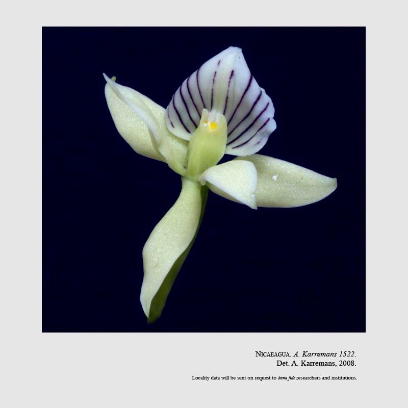 Prosthechea madrensis