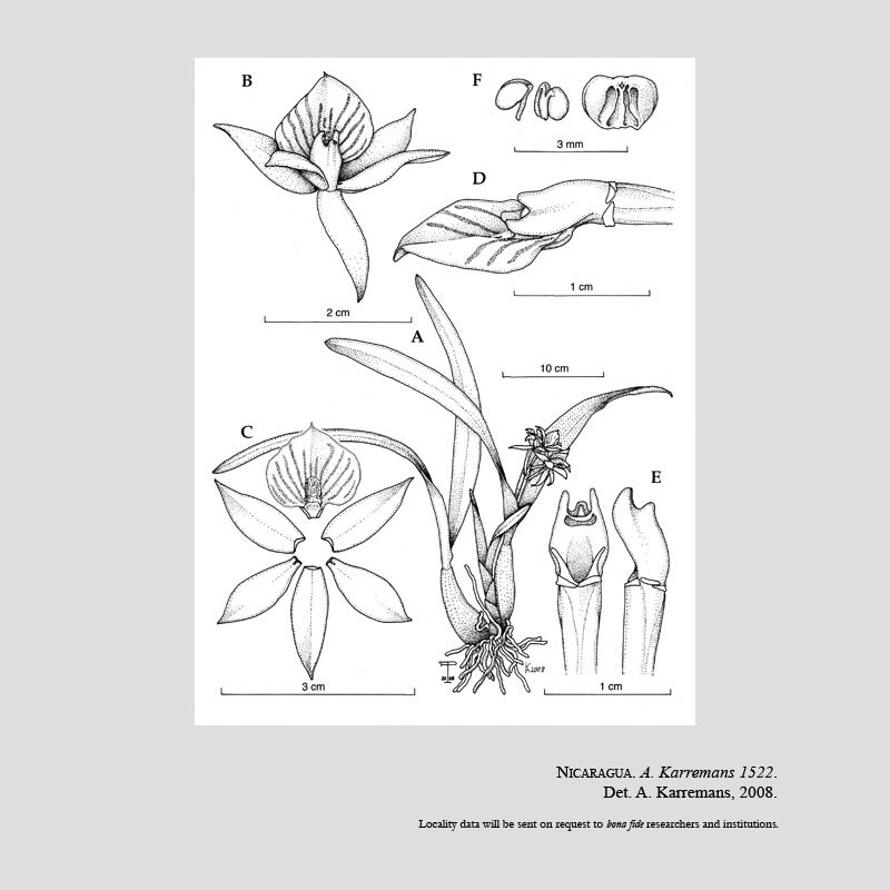 Prosthechea madrensis