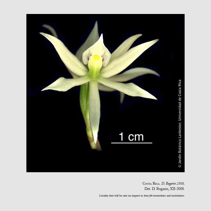 Prosthechea neurosa