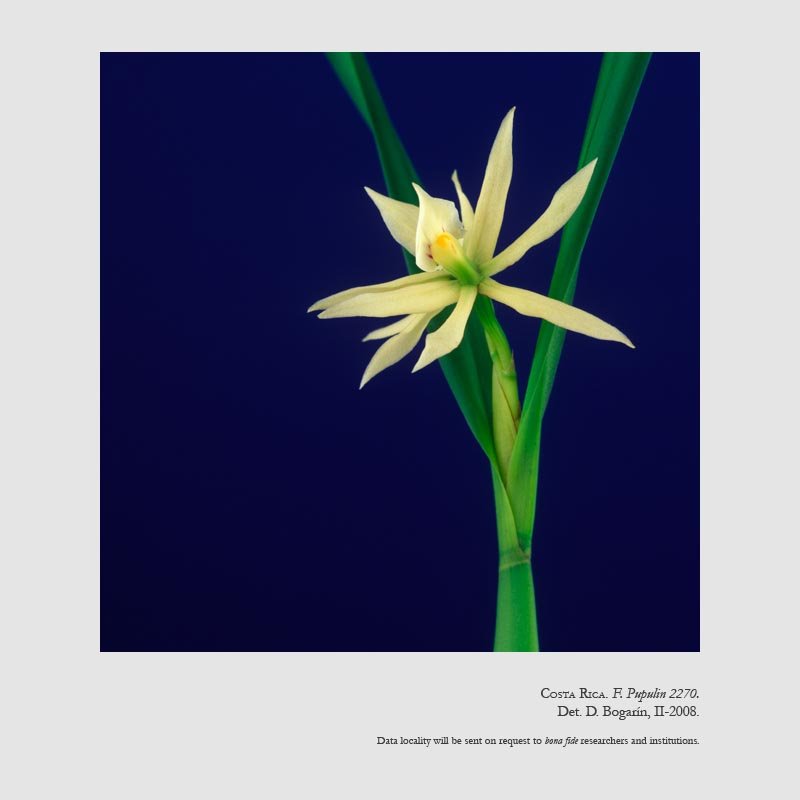 Prosthechea neurosa