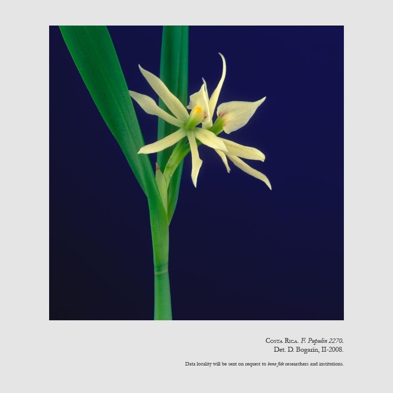 Prosthechea neurosa